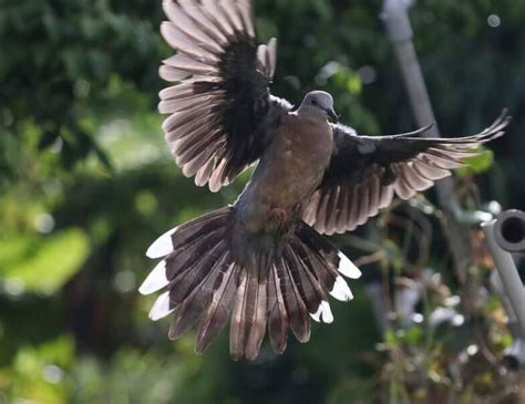 斑鳩幼鳥死亡|落難斑鳩寶寶長大了！出門忘回家 聽「阿公愛的呼喚」立刻飛回